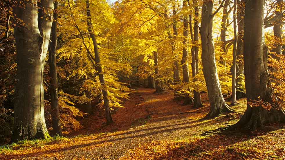 Best autumn walks in the UK Allen Banks